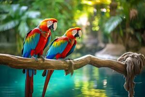 Two vibrant parrots perching on a branch by a serene water body photo