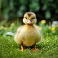 Cute fluffy duckling on green grass outdoors. Generative AI photo