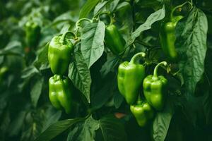 Green pepper growing in the garden. photo