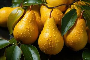 Fresh sweet pears close up. photo
