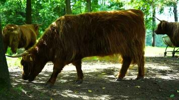 video av högland nötkreatur i Zoo