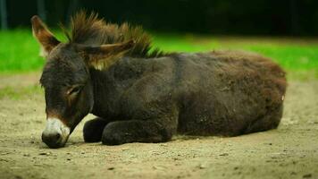 vídeo de Burro en zoo video