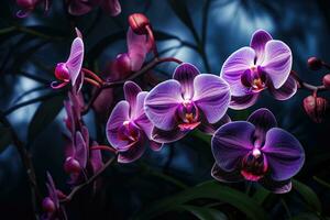 Beautiful blooming orchid flowers photo