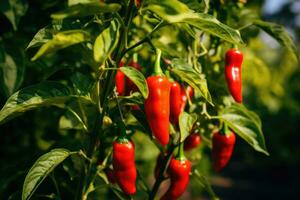 Sweet red pepper growing in greenhouse at the farm or garden photo