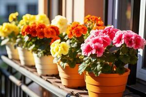 Flowering potted plants photo