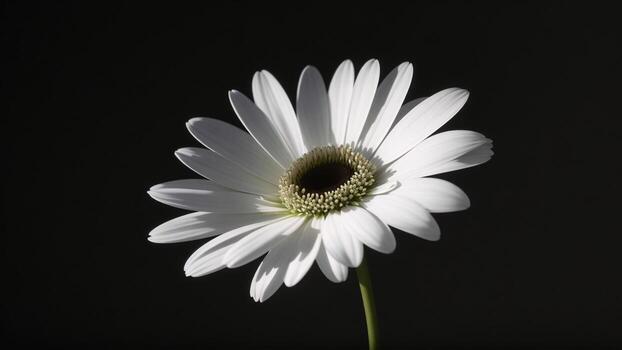 blanco margarita aislado en un negro antecedentes. de cerca. ai generado foto