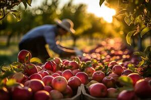 un grupo de agricultores diligentemente cosecha maduro rojo manzanas desde arboles en un pintoresco huerta ajuste foto