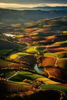 An aerial view of vibrant vineyards in autumn hues showcasing natures stunning display of colors and the harvest seasons arrival photo