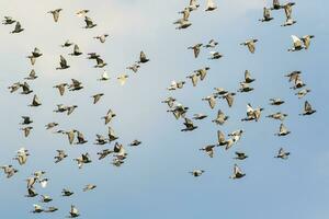 bandada de palomas de carreras de velocidad volando contra el cielo azul claro foto
