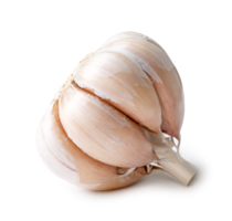 Single fresh white garlic bulb isolated with clipping path and shadow in png file format