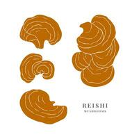 Set of hand drawn reishi mushrooms. Alternative medicine vector