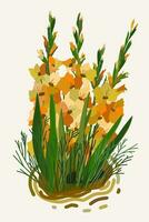 Gladiolus. Vector floral isolated illustration