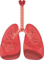 Human lungs with tuberculosis vector