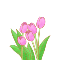 Pink Tulips Flowers png