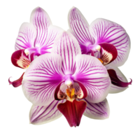 ai gegenereerd orchideeën en boeket van orchideeën, Purper bloemen doorzichtig achtergrond png