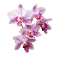 ai generado orquídeas y ramo de flores de orquideas, púrpura flores translúcido antecedentes png