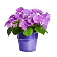 AI generated hydrangeas in pots flowers blue purple pink white transparent background png