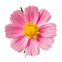 AI generated Portulaca umbraticola Kunth flowers purple, pink, yellow, transparent background. png