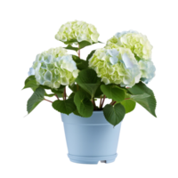 ai gegenereerd hortensia's in potten bloemen blauw Purper roze wit transparant achtergrond png