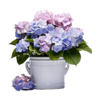 ai gegenereerd hortensia's in potten bloemen blauw Purper roze wit transparant achtergrond png