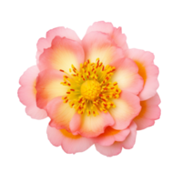 ai gegenereerd portulaca umbraticola kunth bloemen Purper, roze, geel, transparant achtergrond. png