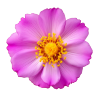 AI generated Portulaca umbraticola Kunth flowers purple, pink, yellow, transparent background. png