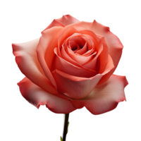 ai generiert Rose Blume Clip Kunst einstellen Rot, Gelb, Weiß Makro Schuss mit transparent Hintergrund zum Valentinstag Tag png