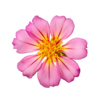 ai généré portulaca ombraticola kunth fleurs violet, rose, jaune, transparent Contexte. png