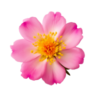 ai generato portulaca umbraticola kunth fiori viola, rosa, giallo, trasparente sfondo. png
