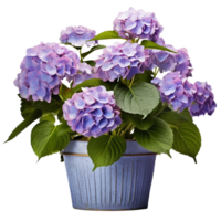 ai generado hortensias en ollas flores azul púrpura rosado blanco transparente antecedentes png