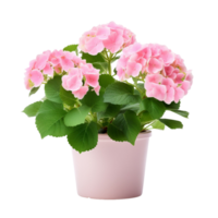 ai généré hortensias dans des pots fleurs bleu violet rose blanc transparent Contexte png