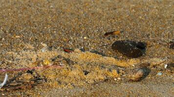 métrage de une Crabe tri par céréales de le sable avec les griffes video