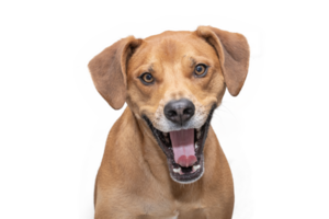 Hound Puppy Yawing Isolated png