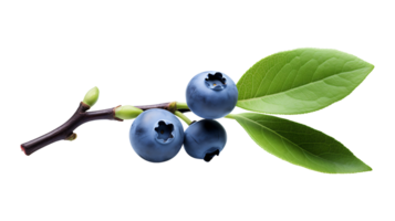 Blueberry with leaf branch isolated on transparent background ai generated png