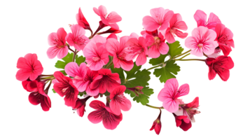 Geranium phaeum flower isolated on transparent background ai generated png