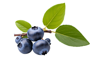 Blueberry with leaf branch isolated on transparent background ai generated png