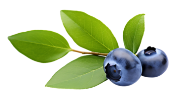 Blueberry with leaf branch isolated on transparent background ai generated png