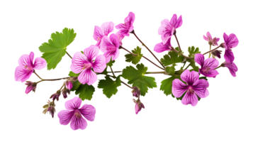 geranium faeum bloem geïsoleerd Aan transparant achtergrond ai gegenereerd png