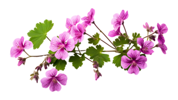 Geranium phaeum flower isolated on transparent background ai generated png