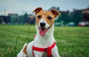 Happy dog portrait in green field outdoors photo