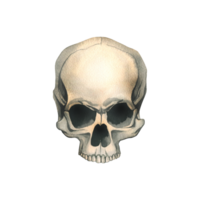 Human skull without lower jaw full face realistic evil, terrible, spooky. Hand drawn watercolor illustration for day of the dead, halloween, Dia de los muertos. Isolated object png
