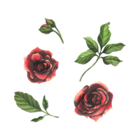 Red and black roses with green leaves and buds. Watercolor illustration, hand drawn. Set of isolated elements png