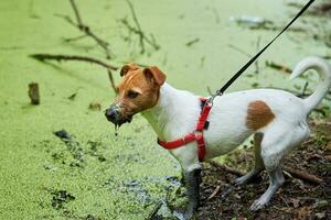 sucio perro tiene divertido en el pantano foto