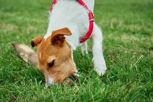Dog gnawing on stick, playing on lawn with green grass photo
