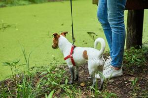 Dirty dog has fun in the swamp photo