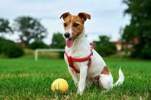 Cute dog walking at green grass, playing with toy ball photo