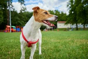 Active cute dog running on lawn with green grass. photo