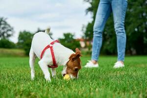 pequeño perro jugando con juguete pelota a verde césped. propietario caminando con mascota foto