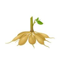 vector illustration, dahlia tubers, isolated white background.