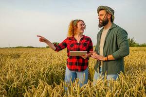 familia agrícola ocupación. hombre y mujer son cultivando trigo. ellos son examinando Progreso de plantas. foto